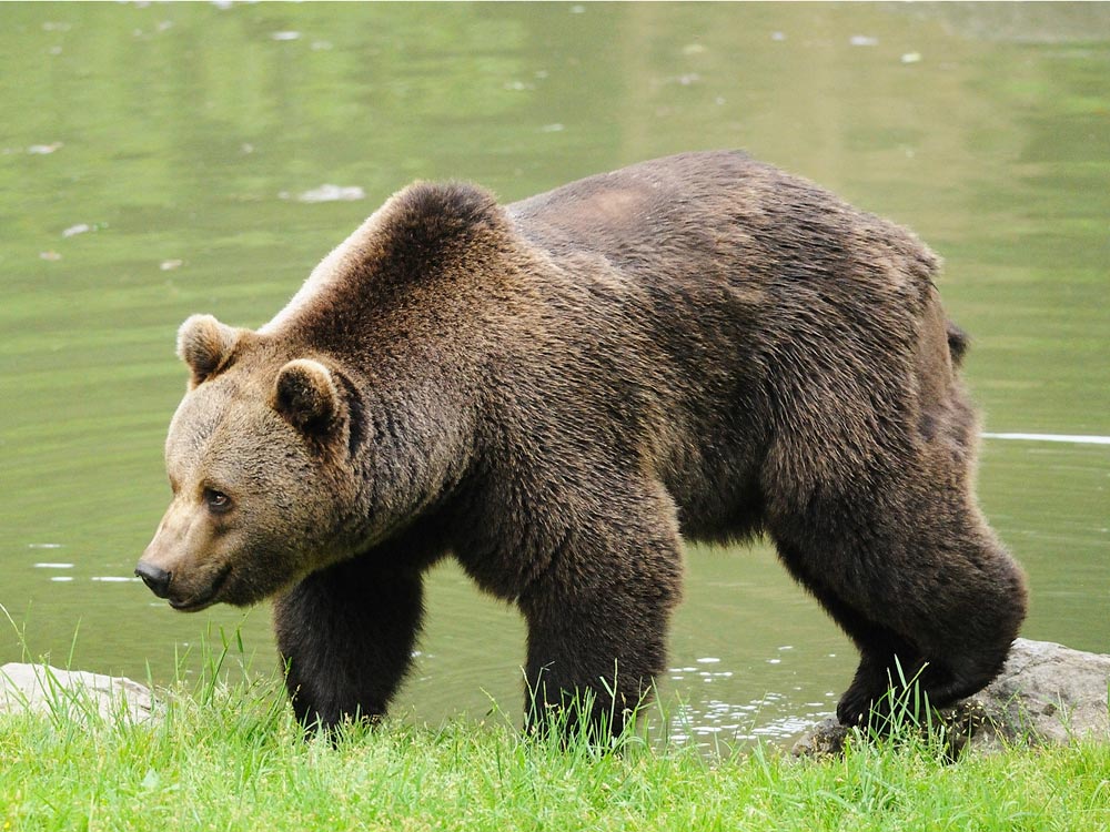 Bär im Nationalpark Bayerischer Wald